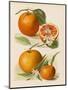 Blood Orange (With Blossom) Sustain Tangierine (Sic, Now Ka Tangerine) (With Blossom)-null-Mounted Art Print