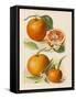 Blood Orange (With Blossom) Sustain Tangierine (Sic, Now Ka Tangerine) (With Blossom)-null-Framed Stretched Canvas