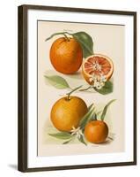 Blood Orange (With Blossom) Sustain Tangierine (Sic, Now Ka Tangerine) (With Blossom)-null-Framed Art Print