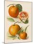 Blood Orange (With Blossom) Sustain Tangierine (Sic, Now Ka Tangerine) (With Blossom)-null-Mounted Art Print