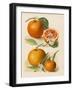 Blood Orange (With Blossom) Sustain Tangierine (Sic, Now Ka Tangerine) (With Blossom)-null-Framed Art Print