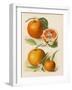 Blood Orange (With Blossom) Sustain Tangierine (Sic, Now Ka Tangerine) (With Blossom)-null-Framed Art Print