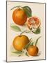 Blood Orange (With Blossom) Sustain Tangierine (Sic, Now Ka Tangerine) (With Blossom)-null-Mounted Art Print