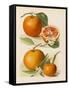 Blood Orange (With Blossom) Sustain Tangierine (Sic, Now Ka Tangerine) (With Blossom)-null-Framed Stretched Canvas