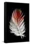 Blood Pheasant feather against black backdrop-Darrell Gulin-Framed Stretched Canvas