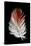 Blood Pheasant feather against black backdrop-Darrell Gulin-Stretched Canvas