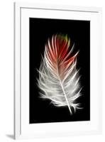 Blood Pheasant feather against black backdrop-Darrell Gulin-Framed Photographic Print