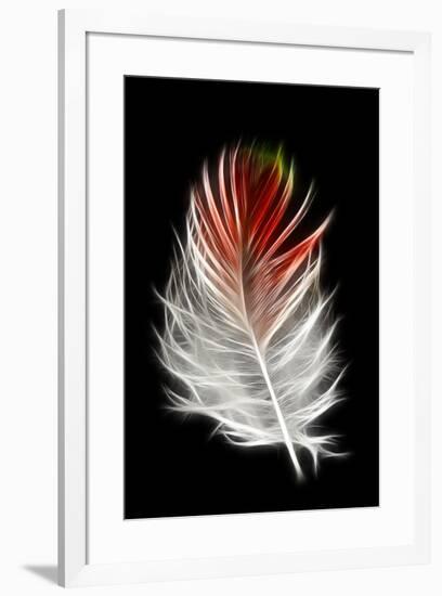 Blood Pheasant feather against black backdrop-Darrell Gulin-Framed Photographic Print