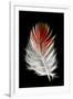 Blood Pheasant feather against black backdrop-Darrell Gulin-Framed Photographic Print