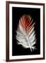 Blood Pheasant feather against black backdrop-Darrell Gulin-Framed Photographic Print