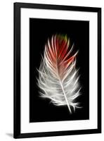 Blood Pheasant feather against black backdrop-Darrell Gulin-Framed Photographic Print