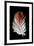 Blood Pheasant feather against black backdrop-Darrell Gulin-Framed Photographic Print