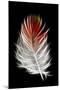 Blood Pheasant feather against black backdrop-Darrell Gulin-Mounted Photographic Print