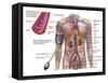 Blood Pressure And Circulatory System-Stocktrek Images-Framed Stretched Canvas