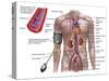 Blood Pressure And Circulatory System-Stocktrek Images-Stretched Canvas