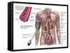 Blood Pressure And Circulatory System-Stocktrek Images-Framed Stretched Canvas