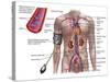 Blood Pressure And Circulatory System-Stocktrek Images-Stretched Canvas