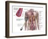 Blood Pressure And Circulatory System-Stocktrek Images-Framed Premium Photographic Print