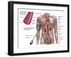 Blood Pressure And Circulatory System-Stocktrek Images-Framed Premium Photographic Print