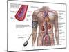 Blood Pressure And Circulatory System-Stocktrek Images-Mounted Photographic Print