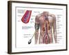 Blood Pressure And Circulatory System-Stocktrek Images-Framed Photographic Print