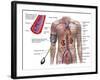 Blood Pressure And Circulatory System-Stocktrek Images-Framed Photographic Print