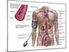 Blood Pressure And Circulatory System-Stocktrek Images-Mounted Photographic Print