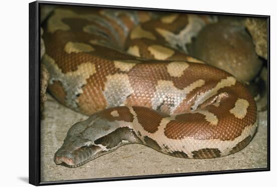 Blood Python-null-Framed Photographic Print