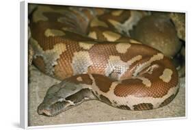 Blood Python-null-Framed Photographic Print