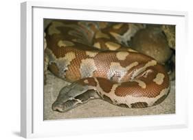 Blood Python-null-Framed Photographic Print