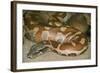 Blood Python-null-Framed Photographic Print