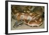 Blood Python-null-Framed Photographic Print