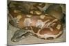 Blood Python-null-Mounted Photographic Print