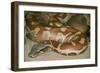 Blood Python-null-Framed Photographic Print