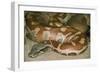 Blood Python-null-Framed Photographic Print