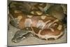 Blood Python-null-Mounted Photographic Print