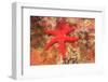 Blood Sea Star, Saint Lazerius Island, Sitka, Alaska, USA-Stuart Westmorland-Framed Photographic Print