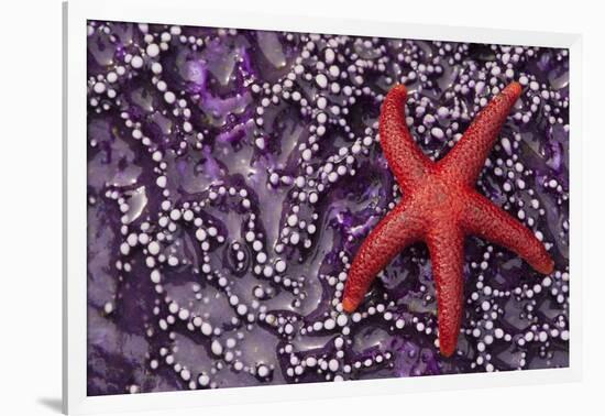 Blood Star hitching a ride on a Ochre Star-Ken Archer-Framed Photographic Print