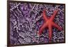 Blood Star hitching a ride on a Ochre Star-Ken Archer-Framed Photographic Print