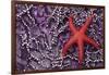 Blood Star hitching a ride on a Ochre Star-Ken Archer-Framed Photographic Print