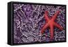 Blood Star hitching a ride on a Ochre Star-Ken Archer-Framed Stretched Canvas