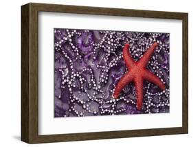 Blood Star hitching a ride on a Ochre Star-Ken Archer-Framed Photographic Print