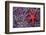 Blood Star hitching a ride on a Ochre Star-Ken Archer-Framed Photographic Print