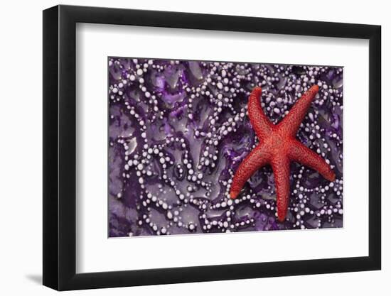 Blood Star hitching a ride on a Ochre Star-Ken Archer-Framed Photographic Print