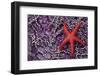 Blood Star hitching a ride on a Ochre Star-Ken Archer-Framed Photographic Print