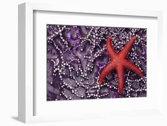 Blood Star hitching a ride on a Ochre Star-Ken Archer-Framed Photographic Print