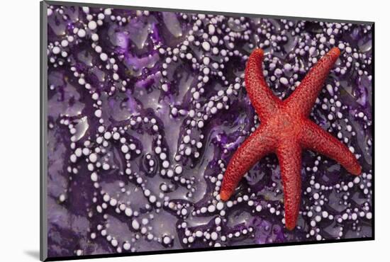 Blood Star hitching a ride on a Ochre Star-Ken Archer-Mounted Photographic Print