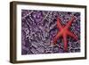 Blood Star hitching a ride on a Ochre Star-Ken Archer-Framed Photographic Print