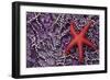 Blood Star hitching a ride on a Ochre Star-Ken Archer-Framed Photographic Print