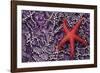 Blood Star hitching a ride on a Ochre Star-Ken Archer-Framed Photographic Print